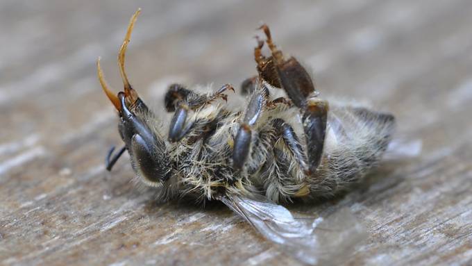 Pestizide Schuld für Bienensterben