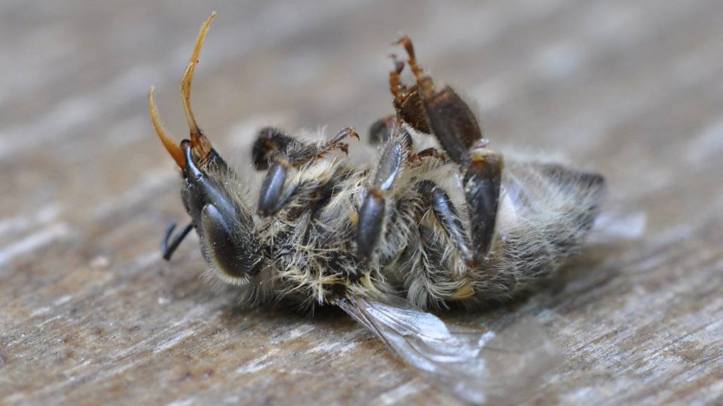 Bereits geringe Mengen von Neonicotinoiden können Bienen töten.