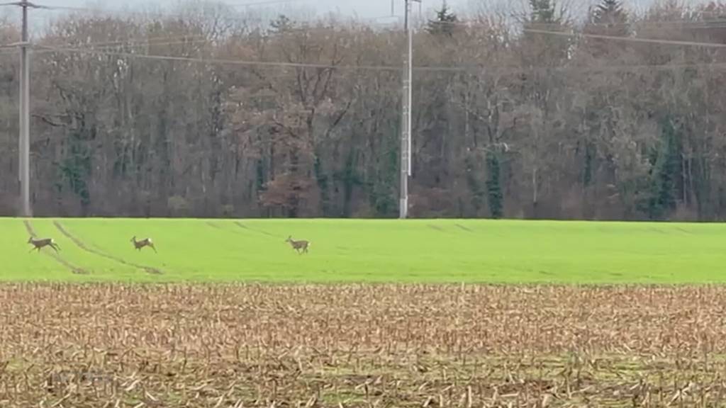 Chancenlos: Solothurner Kantonsrat deutllich gegen Treibjagdverbot