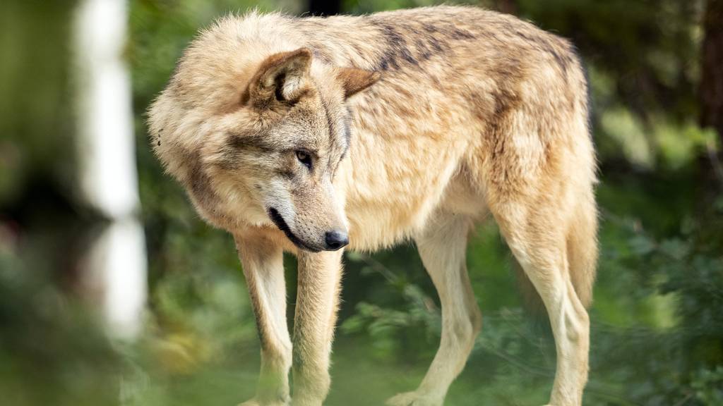 Laut Polizei und Wildhut kann die Beteiligung des Wolfs ausgeschlossen werden.