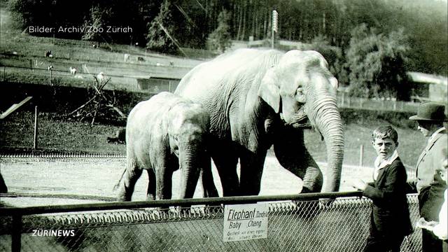 Elefantenhaltung im Zoo Zürich damals und heute