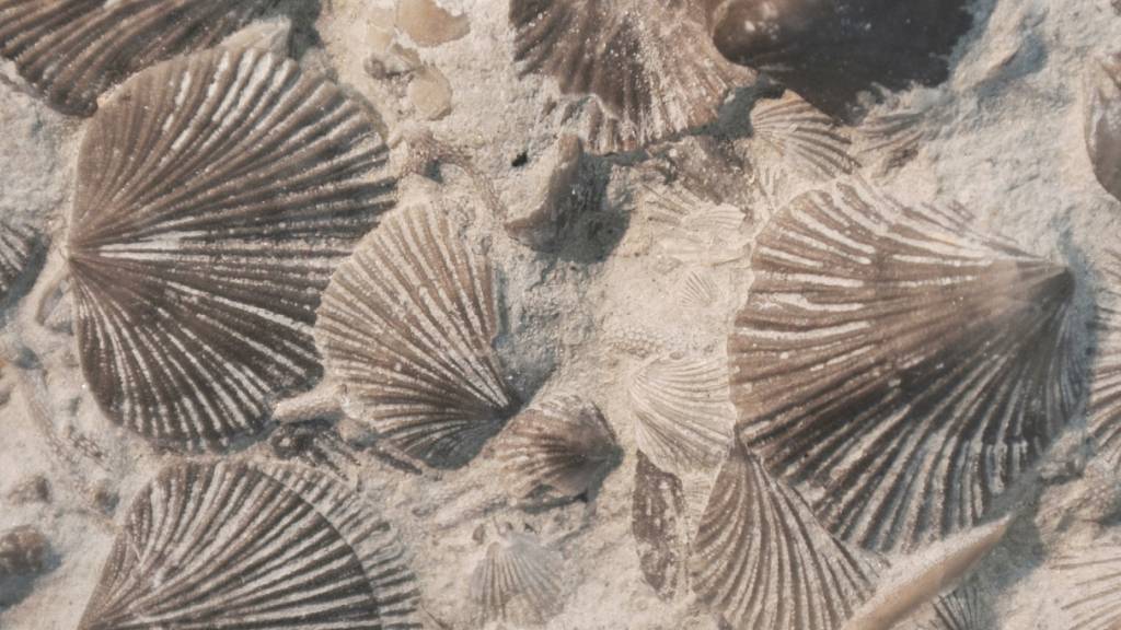 Durch die Bor-Isotopen-Analyse der Schalen von solchen Brachiopoden konnten Forscher rekonstruieren, was vor 250 Millionen Jahren zum grössten Massenaussterben der Erdgeschichte führte (Wikicommons).