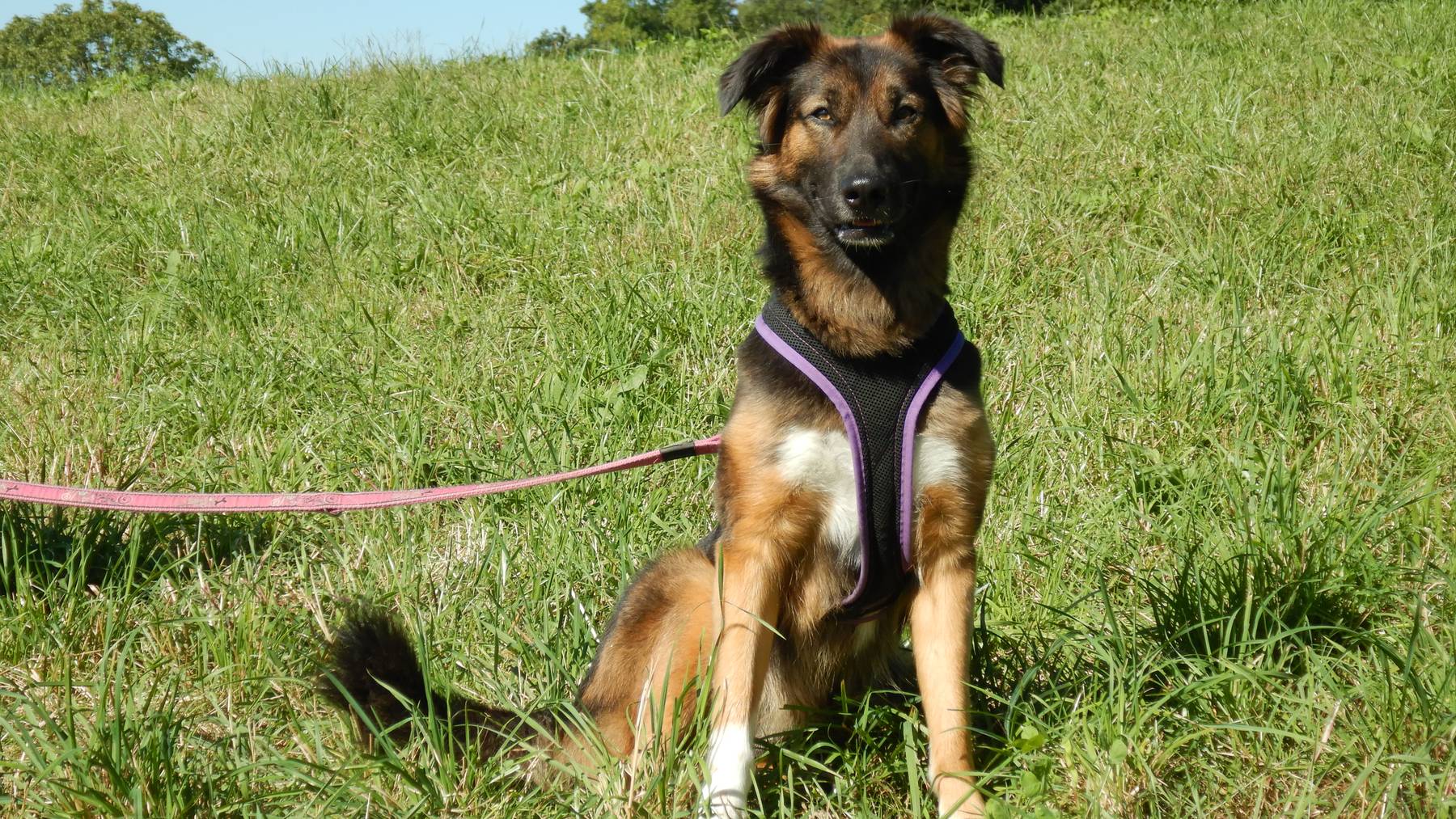 Piper