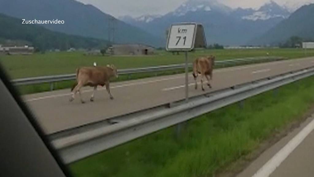 Kühe auf der Autobahn unterwegs