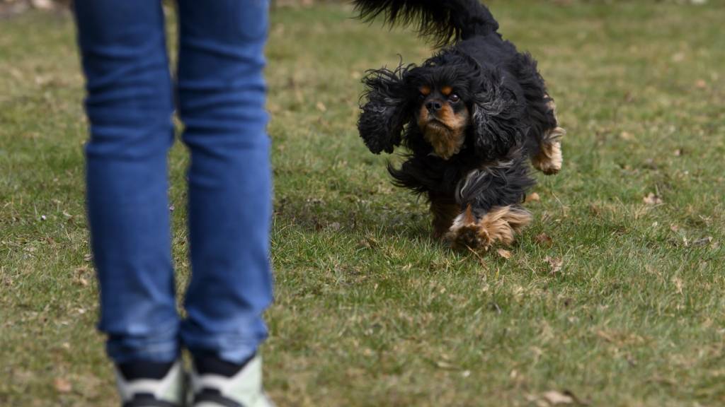 Kanton Schwyz setzt auf Hundekurse statt auf Rassenverbote