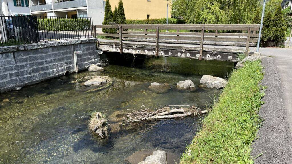 In Ingenbohl soll die Seeforelle ins Leewasser zurückkehren