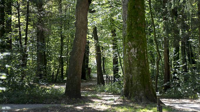 Stickstoff, Bodenversauerung und Trockenheit setzen den Wäldern im Aargau zu