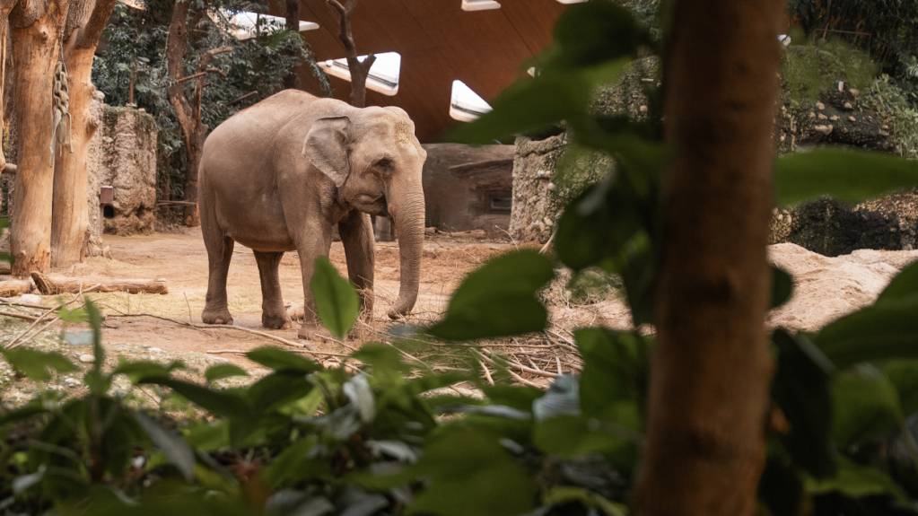 Elefantenkuh Indi vom Zoo Zürich ist trächtig