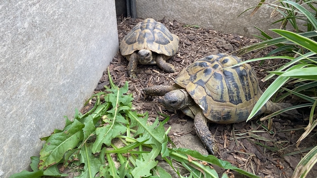 Schildkroete