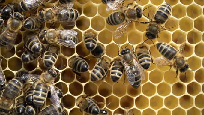 Ein guter Sommer für den Ostschweizer Honig: Zwei Imker ziehen Bilanz – und fürchten sich vor der asiatischen Hornisse
