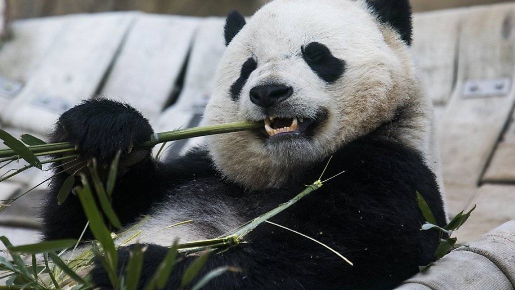 Das Panda-Weibchen Bao Bao vor seinem 16-stündigen Direktflug von Washington D.C. nach China.