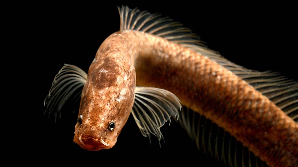 Der Gollum-Schlangenkopffisch erhält eine eigene, bisher noch unbekannte Fischfamilie.