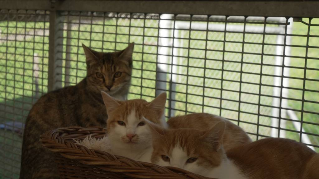 Omega, Ornello & Onyx 