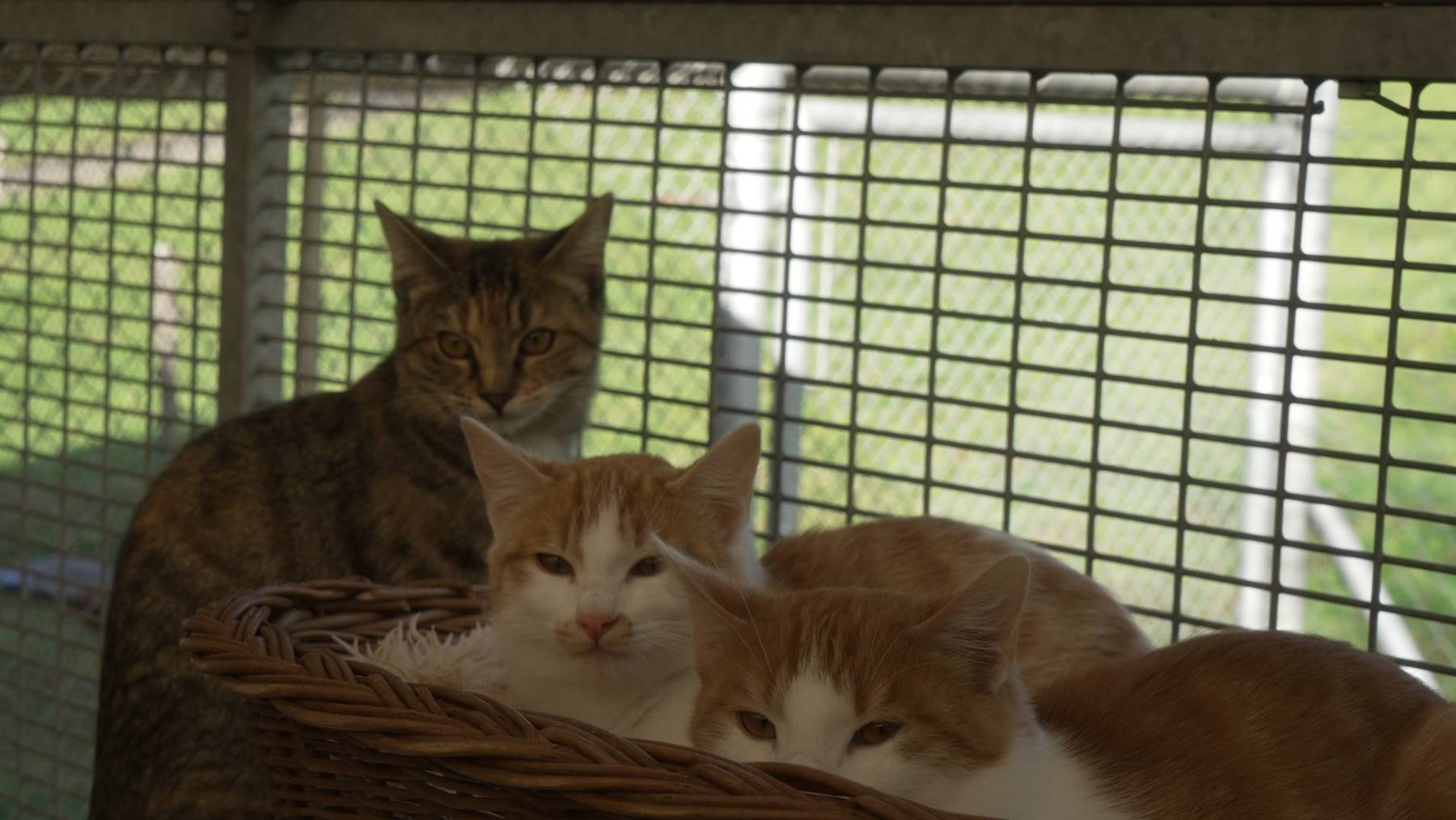 Omega, Ornello und Onyx