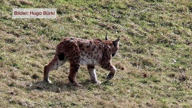 In Bärschwil sorgt ein Luchs für Freud und Leid