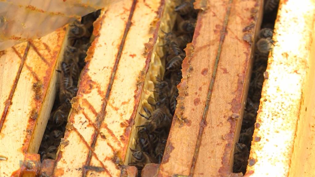 Schlechtestes Honig-Jahr seit einem halben Jahrhundert