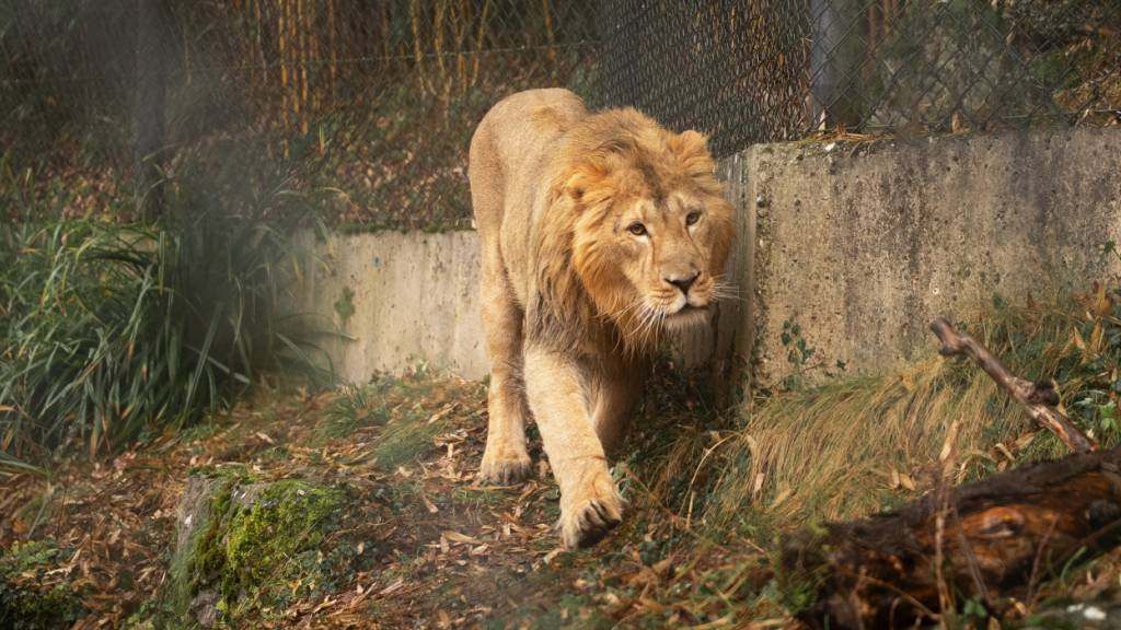 Löwenkater Jadoo erkundigt sein neues Zuhause im Zoo Zürich. Bald darf er mit den beiden Weibchen zusammenziehen.