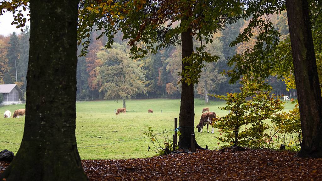 Der Aargau stellt als letzter Kanton die Schutzwaldpflege sicher. Das Parlament hiess das revidierte Waldgesetz gut. (Symbobild)
