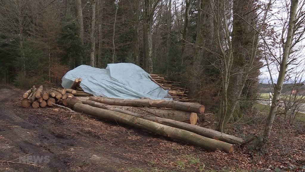 Toter Mann in Waldstück schockiert Meikircher