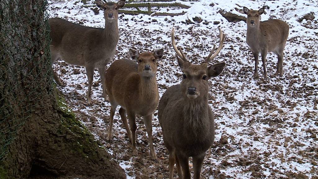 Tierpark Biel 