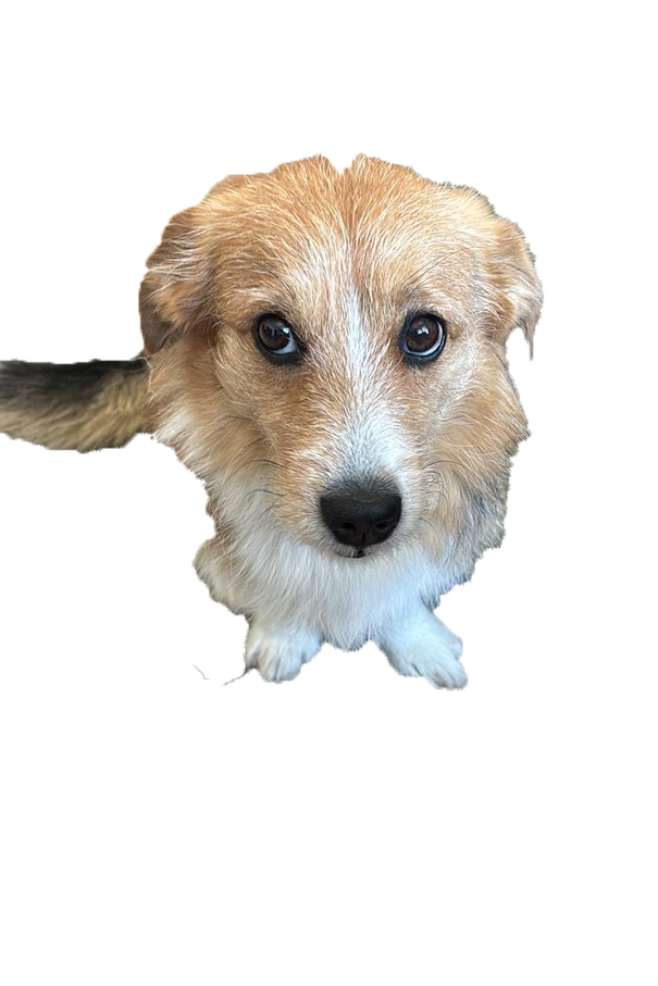 Studiohund Leo