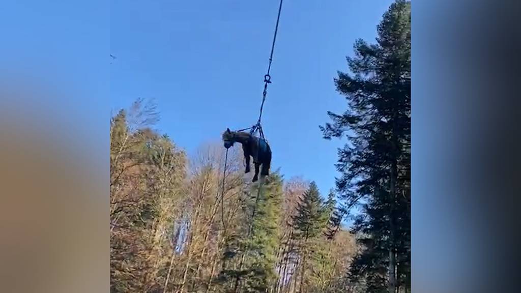 Pony mit Heli aus Tobel gerettet