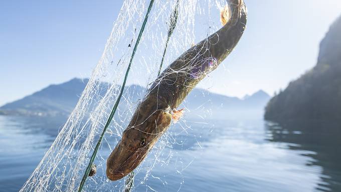 Fischer streiten vor Bundesgericht über neue Fang-Technologie