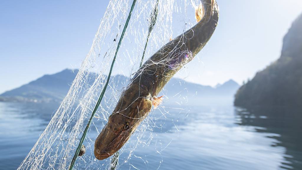 Die Fischereikommission erschwert den  Fang von grossen Fischen im Vierwaldstättersee und verbietet die Live-Sonar-Technologie. (Symbolbild)