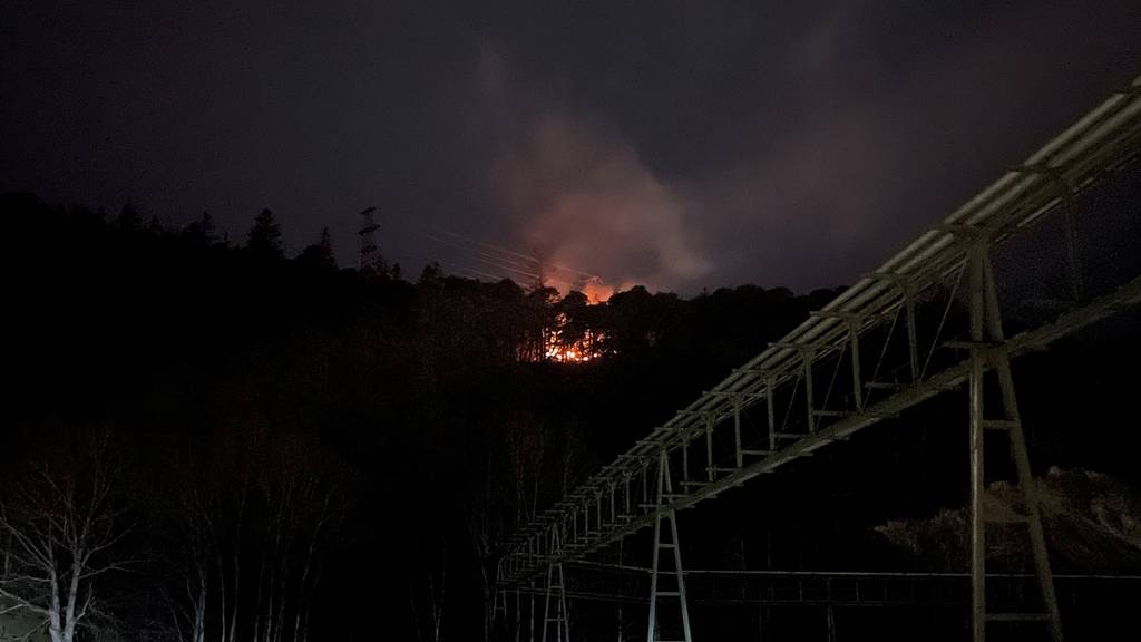 Marder sorgt für Kurzschluss und löst Brand in Wald aus
