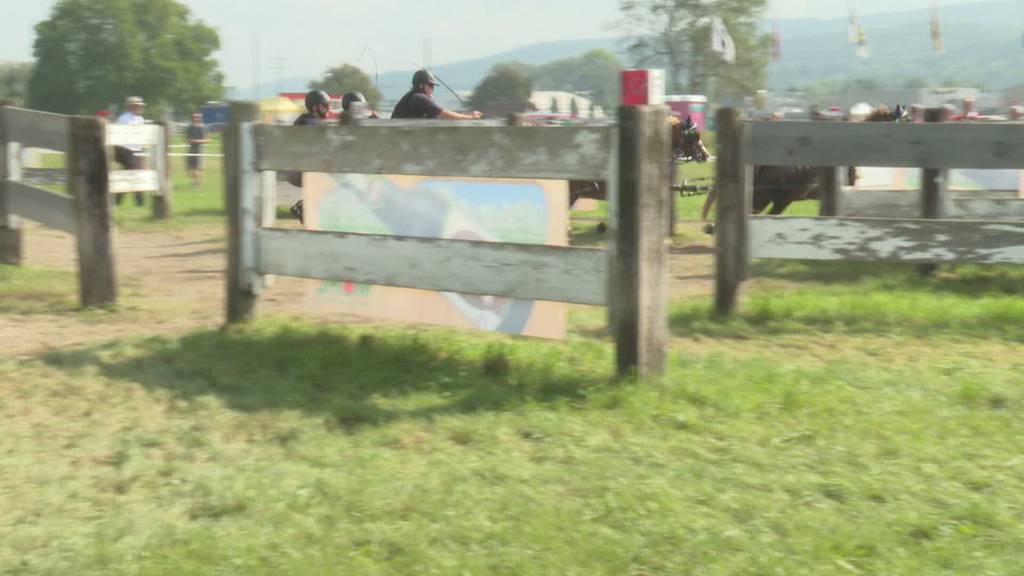 Ponys auf der Frauenfelder Allmend: Profi-Kutschenfahrer meistern Hindernis-Parcours