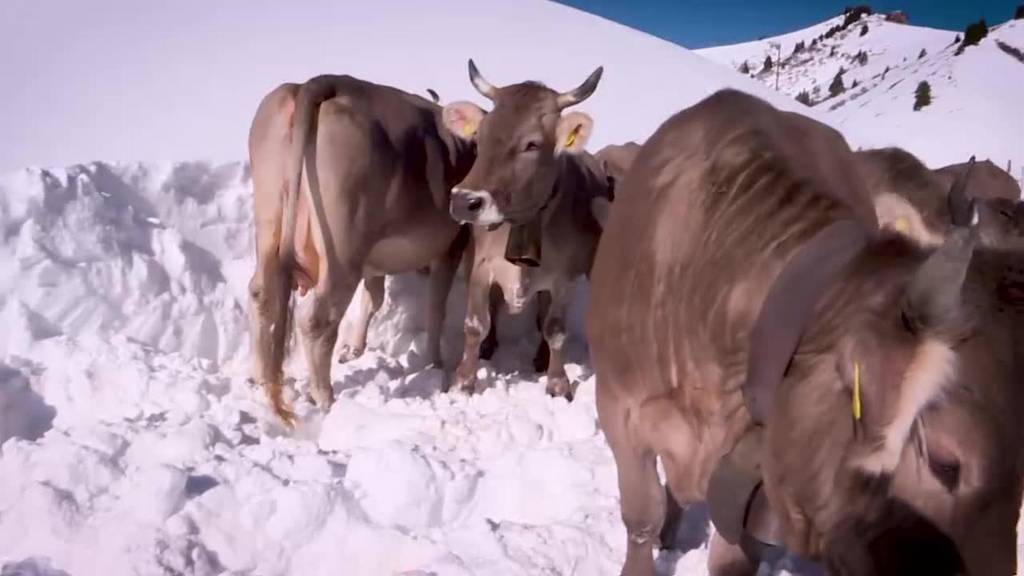 Familie im Schnee: Kuh-Karawane talabwärts