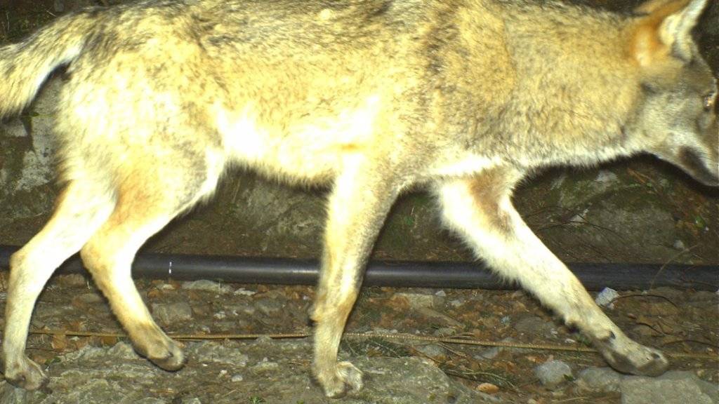 Lebt als Trophäe weiter: Der Urner Wolf, der im April 2016 bei Seelisberg in eine Fotofalle getappt und im Juli erlegt worden ist, wird ausgestopft.