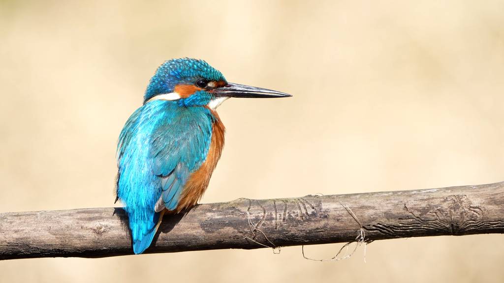 Tierische Auszeichnung - Vogel des Jahres