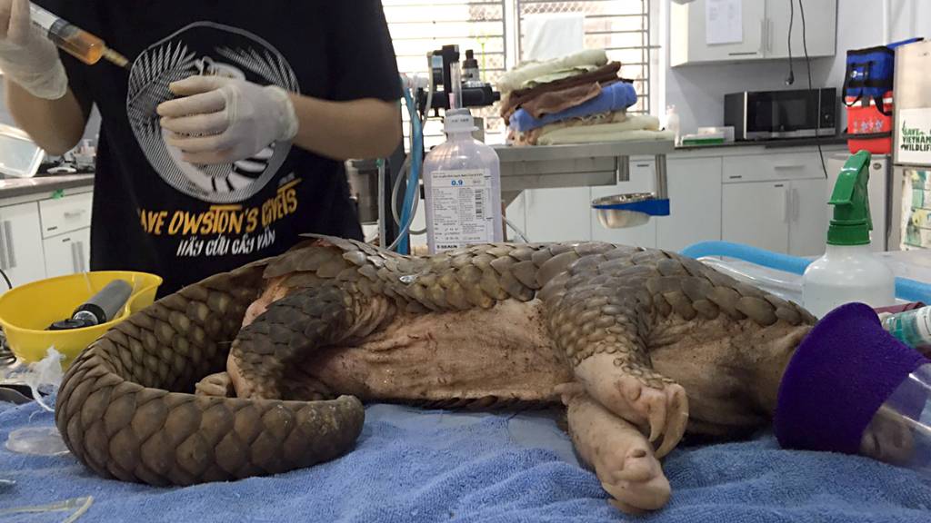 Tierschützer retten Schuppentier - 13 Schrotkugeln im Körper