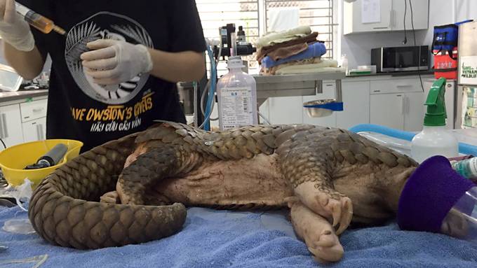 Tierschützer retten Schuppentier - 13 Schrotkugeln im Körper