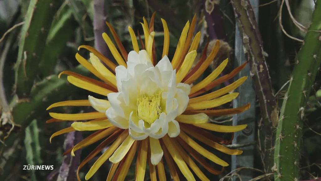 Zürich erlebt ein seltenes florales Spektakel