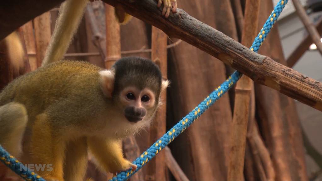 Tierische Langeweile im Dählhölzli: So werden die Zoo-Bewohner unterhalten