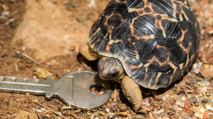 Erstmals Strahlenschildkröte im Zolli geschlüpft