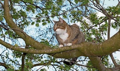 Wenn Eine Katze Auf Einem Baum Festhängt, Müssen Sie Ausrücken ...