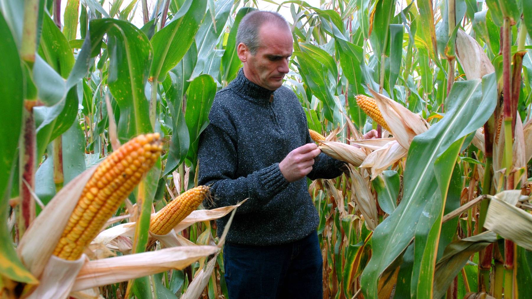 Ein Schweizer Forscherteam hat die Wirkung von neuartigem Gentech-Mais auf die Umwelt untersucht.
