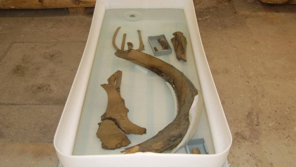 Die Überreste des Zuger Mammuts: Sie sind gut 17'000 Jahre alt.