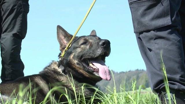 Welcher Polizeihund ist der beste?