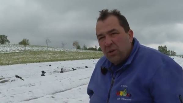 «Am Boden ist es noch kälter» – Zürcher Obstbauer bangt um Erdbeeren