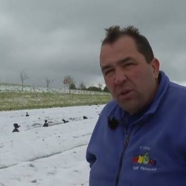 «Am Boden ist es noch kälter» – Zürcher Obstbauer bangt um Erdbeeren