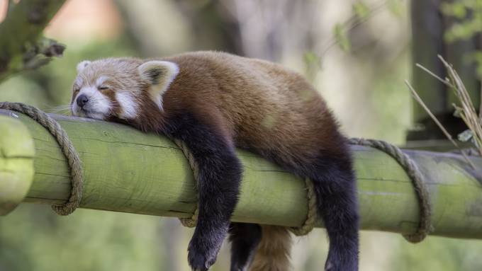 Faule Tiere leben länger