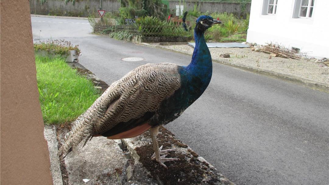 Freddy Nocks Balzender Pfau Argert Das Ganze Dorf Wyna Suhre