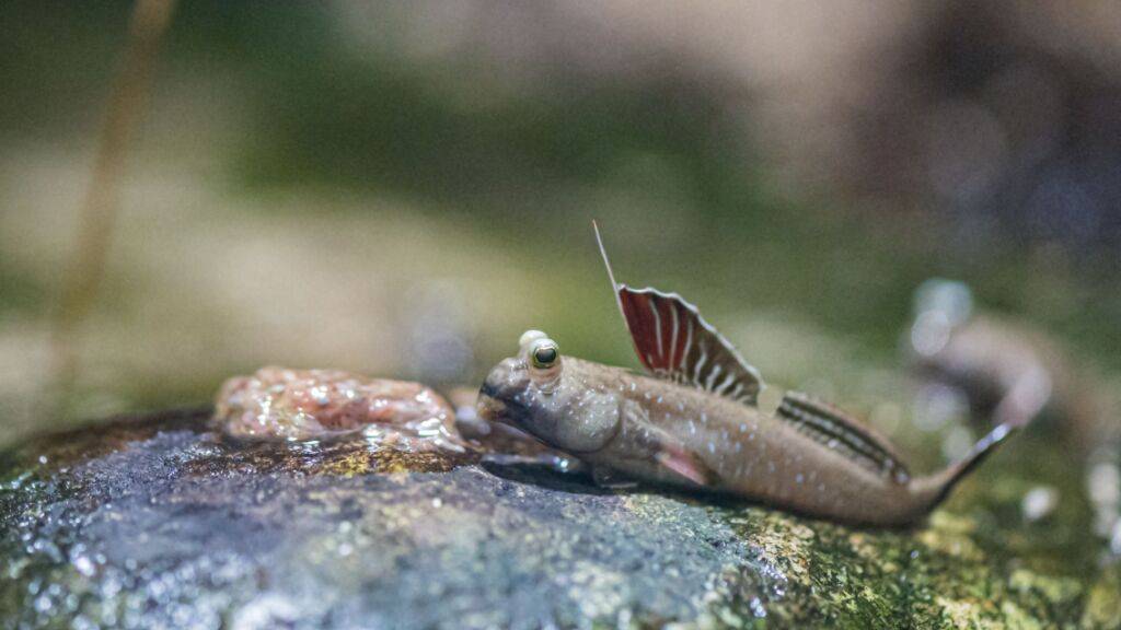 Ein Fisch, der sich an Land sehr wohl fühlt: der Indische Zwergschlammspringer.