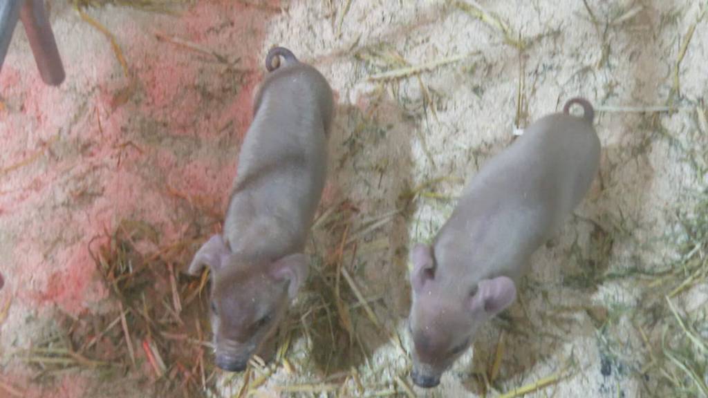 73. BEA startet am Freitag