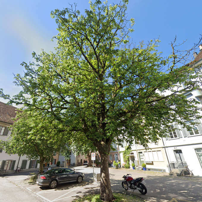 Drei alte Bäume in der Innenstadt müssen gefällt werden