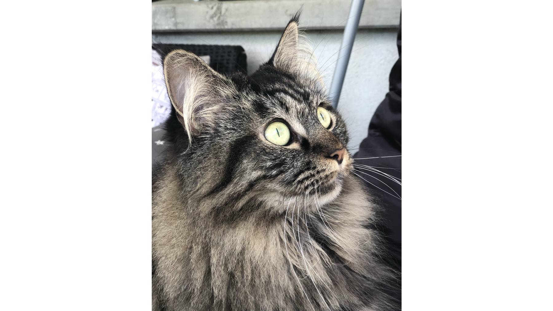 Miss Smilla Larsson